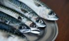 Coastal states including the UK have failed to reach an agreement on mackerel.