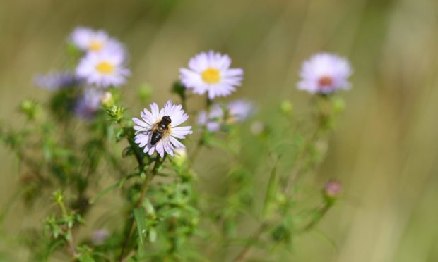 Logging bee sightings in the app can help conservation efforts