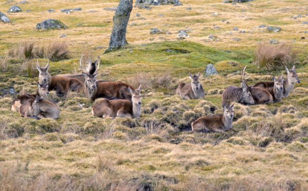 A herd of red deer. Picture by Sandy McCook