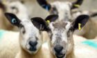 Researchers at SRUC are working on various projects to boost the performance of the sheep sector.