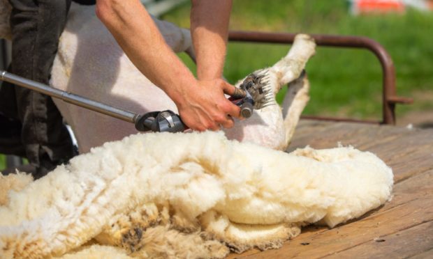 FREE OF CHARGE: Farmers will not have to pay for transporting at British Wool sites.