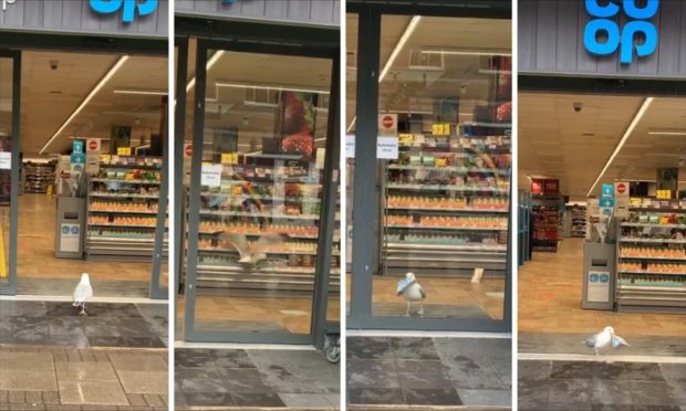 Gull stealing a sandwich from the Co-Op on Union Street
