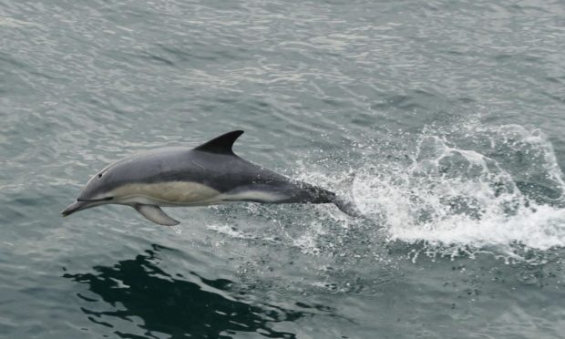 To go with story by Ellie Milne. Potential risk to dolphins due to unique fasting habits Picture shows; Bottlenose dolphin. Sound of Sleat. Supplied by Yui Mok/PA Wire Date; Unknown