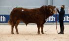 Maraiscote Paragon topped the Limousin section when he sold for 7,500gn.