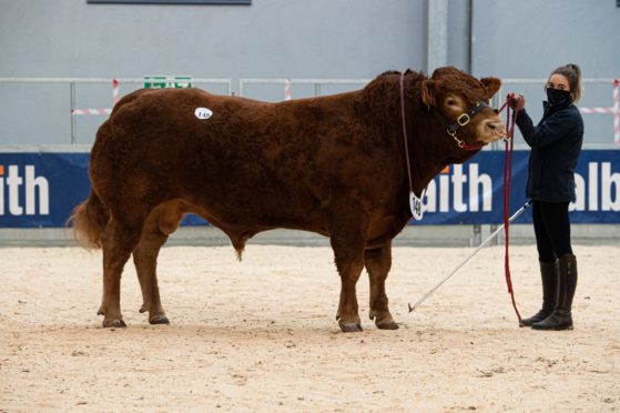 Maraiscote Paragon topped the Limousin section when he sold for 7,500gn.