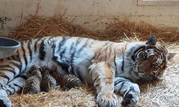 Dominika and her newly-born cubs.