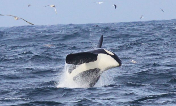 The picture by Colin Bird was taken during the Orca Watch event from Duncansby Head and the other was not taken during the event and in the Yell Sound.