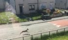 To go with story by Lauren Taylor. Deer spotted running along street in Aberdeen Picture shows; Deer running on street in Northfield. Northfield, Aberdeen. Supplied by Michelle Alexander Date; 31/05/2021
