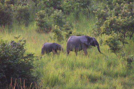 More than 250 farmers in Gabon played the video game as part of the research project.