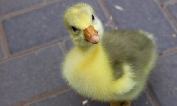 Two-day-old Shetland gosling, which is a rare bred, looks angry at Almond Valley Heritage Centre, West Lothian with mum Willow looking on.