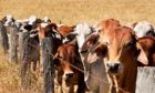 Debate around the Australian trade deal has focused on imports of meat, such as beef.