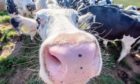 White cow close up portrait on pasture.Farm animal looking into camera with wide angle lens.Funny and adorable animals.Cattle Uk.Big, oversized and pink cow nose.; Shutterstock ID 1192278301; Job: Farming; 9c41e044-8c32-40ab-9628-b7f6a02b5d6a