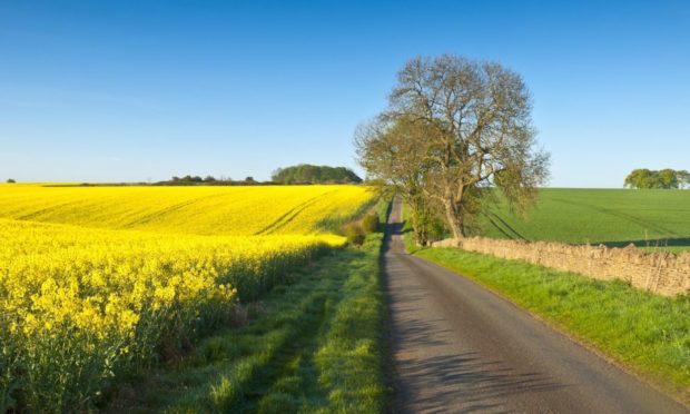 Vibrant yellow crop of canola grown as a healthy cooking oil or conversion to biodiesel as an alternative to fossil fuels.; Shutterstock ID 135735242; Job: Farming; 66b9d754-fb76-48a0-86b9-8da00c503a70