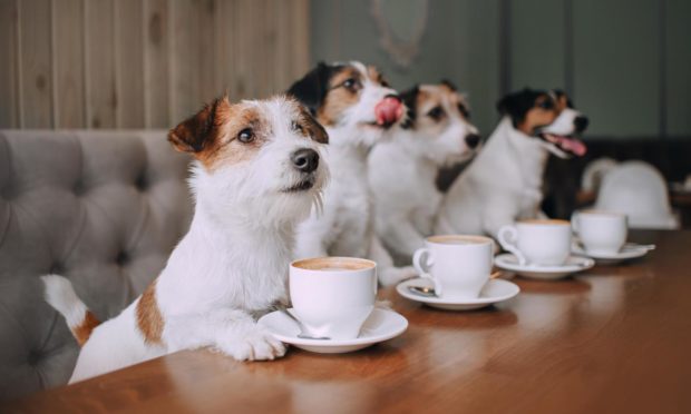 A trip to the local dog cafe made David Knight think of the bark and bite of Scottish politics