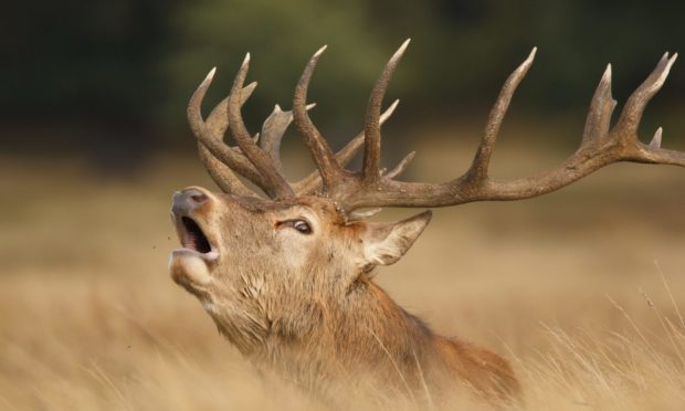 The unprecedented number of red deer encroaching on already poor grazing has highlighted the need to manage the herds.