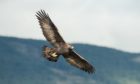 Forensic examination confirms that the golden eagle was poisoned