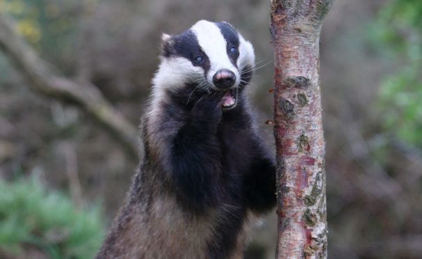 Badgers are just one predator species which can cause considerable damage if left unchecked, writes Ross Ewing
