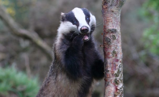 A badger, rarely seen outside of its sett in daylight, is picture in Crimond.

Photo by Peter Lewis/Solent News/Shutterstock (10947622h)