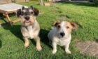 Luna, a miniature schnauzer Jack Russell cross, and Dobby, a
long-haired Jack Russell, live with Martha Bailey in Burghead.