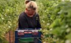 MSPs have warned of another disrupted fruit picking season