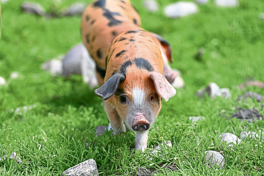 A pig standing on grass.