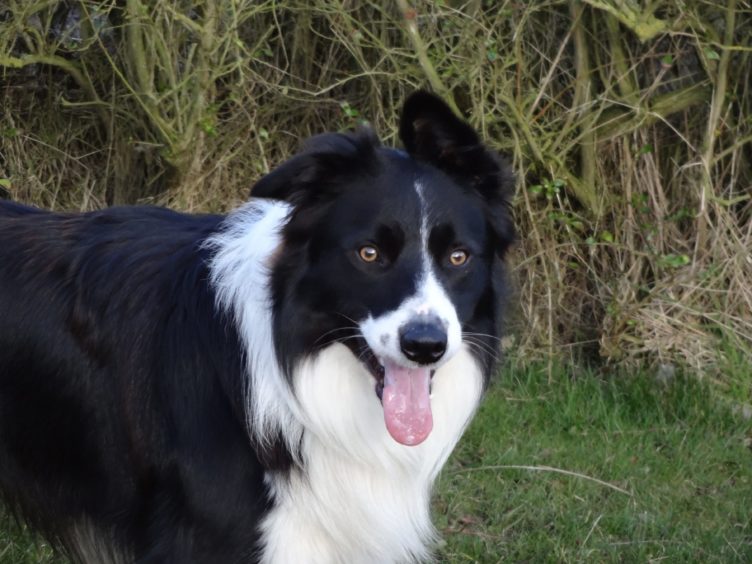 Bracken the border collie, beloved dog of Doug and Babbie, from Boddam, who sadly passed away two days before his 10th birthday.