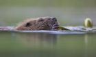 Legal challenge to Scottish Government's beaver killing policy to be heard at Scottish Court of Session