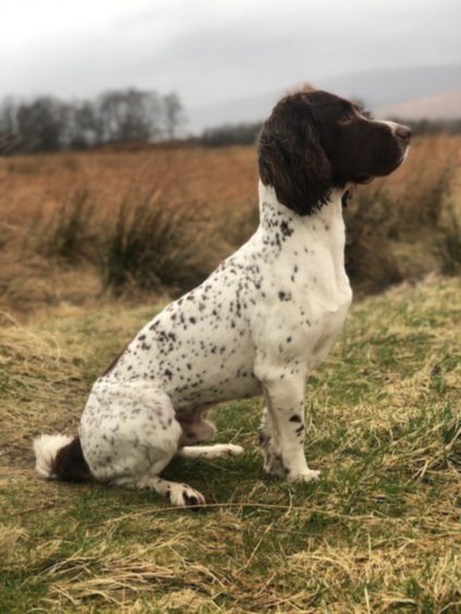 This is Chief, a three-year-old springer spaniel who lives in Fort William with his owners Neil and Lauren. They say he is such a lovely and handsome boy.