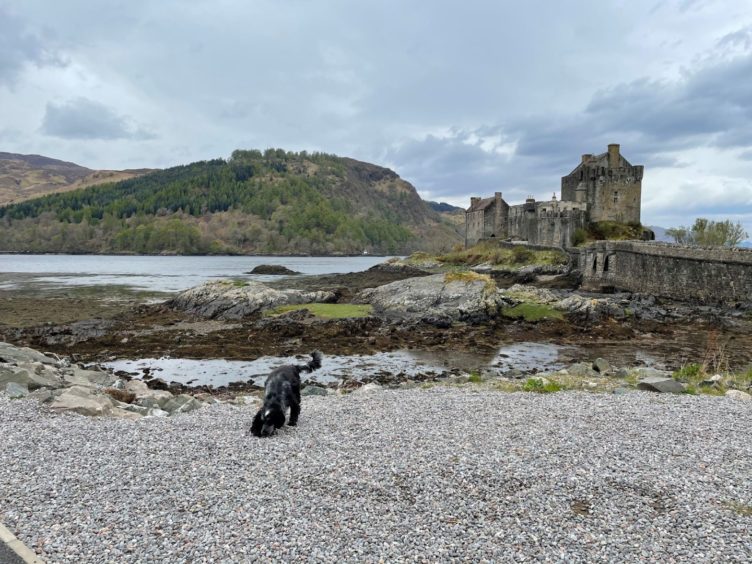 This fantastic picture was sent in by Louise Emlay, from Cruden Bay. It shows her dog, Dexter, having a great day out at Eilean Donan Castle.