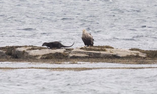 The sea eagle and the otter have been spotted hanging out together on Mull.