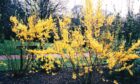 Forsythia – this is variety Lynwood – prune out some shoots after flowering to control height and
spread.