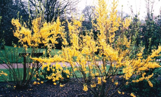 Forsythia – this is variety Lynwood – prune out some shoots after flowering to control height and
spread.