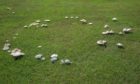 White mushrooms form a circle called a fairy ring on a lawn.