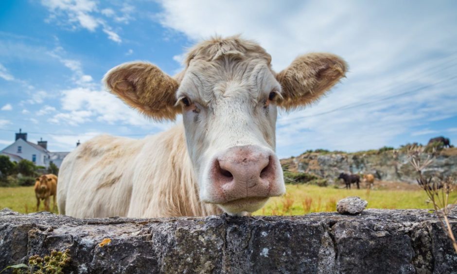 MSPs have been debating the impact a free trade agreement with Australia will have on Scottish farmers