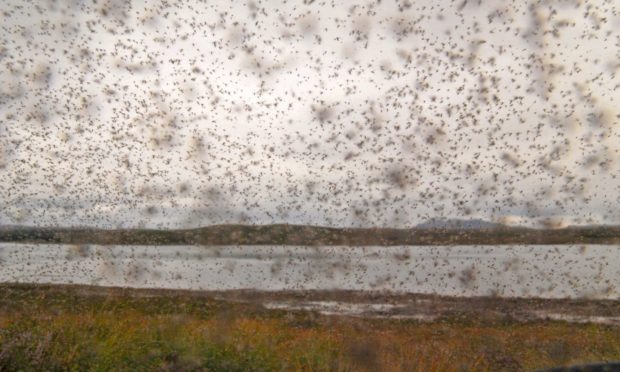 Midge larvae are largely found around stagnant pools of water. Picture from Shutterstock