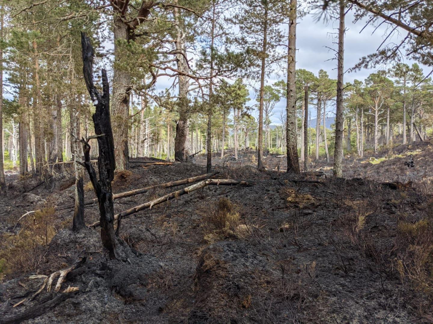 Wildfire damage in a woodland at Loch Morlich, after a preventable fire raged out of control in June 2021. 