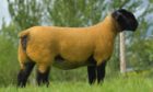 The Limestone gimmer which sold to Italy for £5,300.