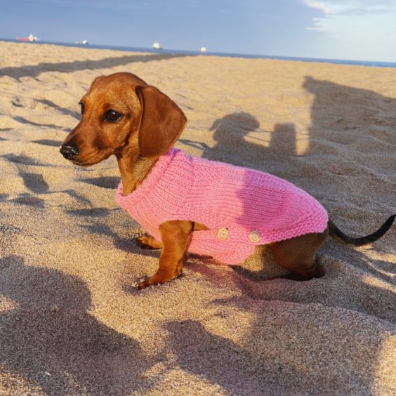 How cute is Mabel, the four-month-old miniature dachshund? Owner Kara Duncan sent in this image of Mabel at Donmouth Nature Reserve in Aberdeen.