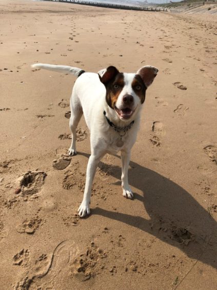 Owner Andrew Clink, from Aberdeen, sent us this photo of his dog, Mylo, enjoying a walk at the beach.