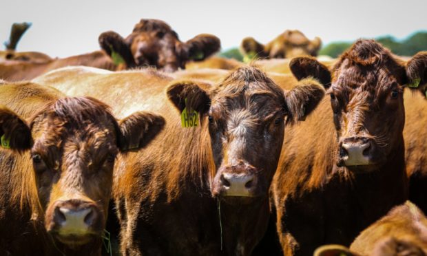 WAY FORWARD: More than 150 farmers turned out for the SAC Consulting beef industry meeting at Cairnborrow Farm, near Huntly.