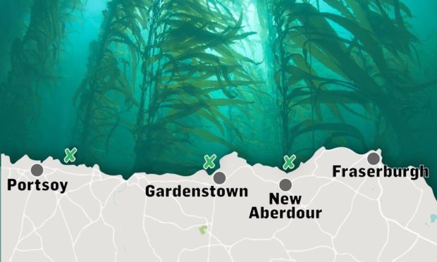 Potential sites for seaweed cultivation identified as part of a study for Aberdeenshire Council. Design by Michael McCosh.