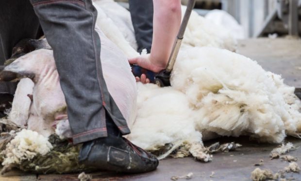 Experienced sheep shearing instructors will train the winners of the British Wool competition.