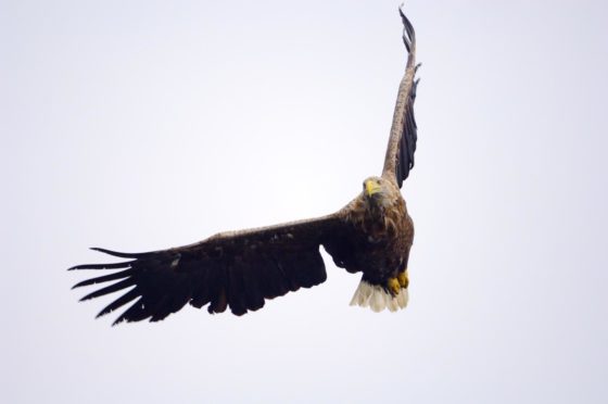 Adult white tailed eagle in flight. Picture by Lorne Gill, NatureScot