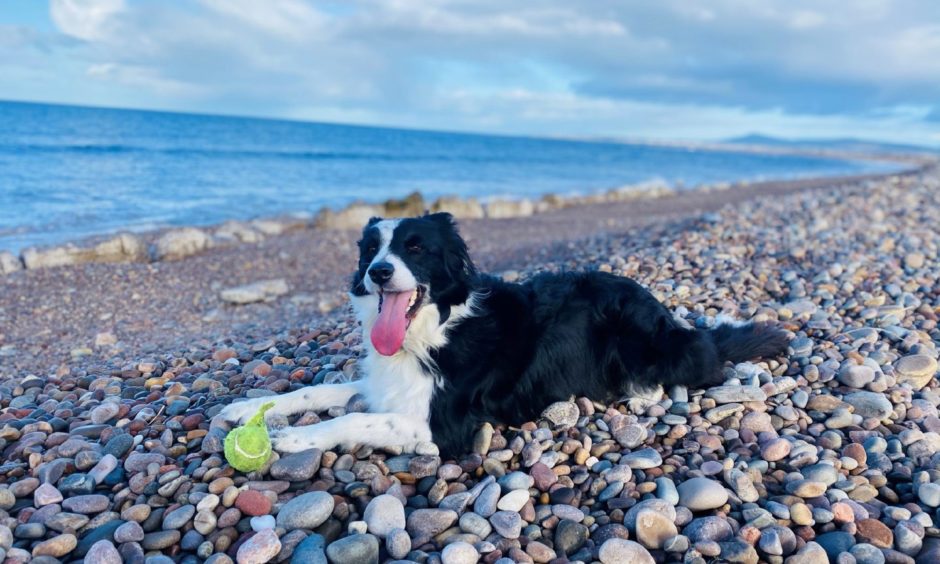 Amanda Morrison, from Craigellachie, sent us this picture of her dog Skye enjoying the beach.