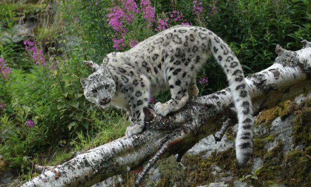 The Royal Zoological Society of Scotland marks World Environment Day by pledging support of the UN Decade on Ecosystem Restoration.