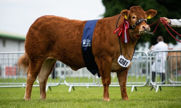Grahams Precious, a two-year-old Limousin heifer from Robert Graham at Bridge of Allan was the overall continental champion at Ingliston.