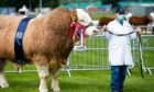 The Simmental champion at the Showcase was Drumsleed Hivy from the Smiths at Drumsleed, Fordoun, Laurencekirk.
