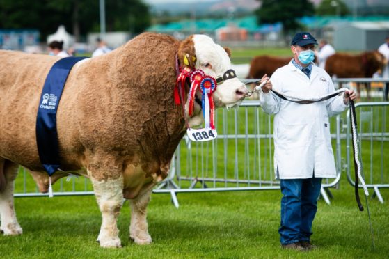 The Simmental champion at the Showcase was Drumsleed Hivy from the Smiths at Drumsleed, Fordoun, Laurencekirk.