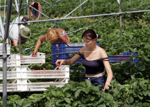 A large proportion of workers on fruit and vegetable farmers come from outside of the UK.