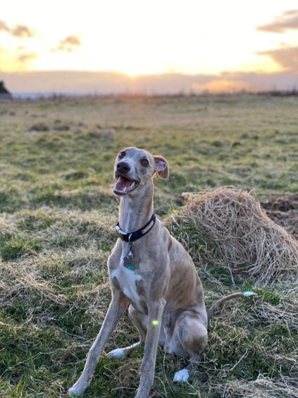 Meet Womble, an eight-month-old whippet, pictured at Sibster Forest just outside Halkirk. He had just finished sprinting around the field and was waiting for his ball to be thrown. Womble lives with Kirsty Robertson, from Thurso.